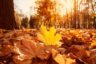 Düşen yaprakların arka planında düşen sarı akçaağaç yaprağı parktaki batan güneş tarafından vurgulanır, boşluğu kopyala
