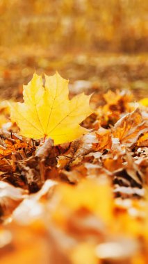 Düşen yaprakların arka planında düşen sarı akçaağaç yaprağı parktaki batan güneş tarafından vurgulanır, boşluğu kopyala