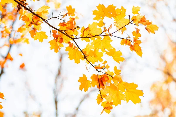 Natural autumn maple leaves on a branch, through which the setting sun shines, background with copy space.