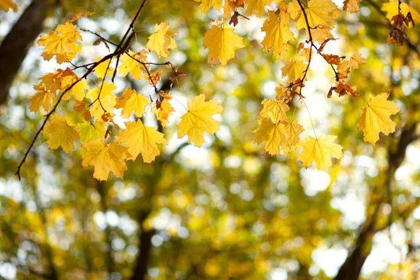 Natural autumn maple leaves on a branch, through which the setting sun shines, background with copy space.