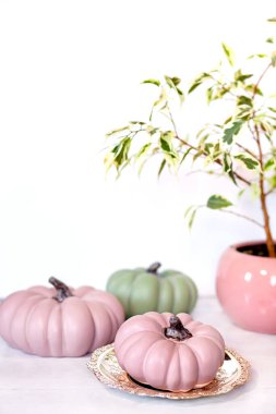 Pembe ve yeşil balkabaklarıyla sonbahar arkaplanı ve açık arkaplanda pastel gölgelerde ficus benjamina.