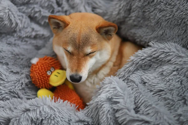 Şirin kırmızı köpek Shiba Inu en sevdiği oyuncağıyla gri tüylü bir battaniyenin üzerinde uyur.