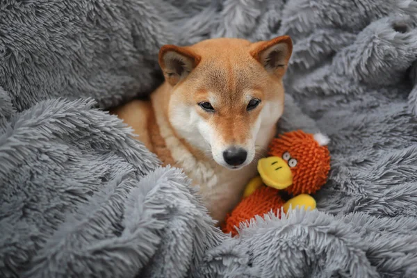 Niedliche rote Hündin Shiba Inu schläft auf einer grauen, flauschigen Decke mit ihrem Lieblingsspielzeug — Stockfoto