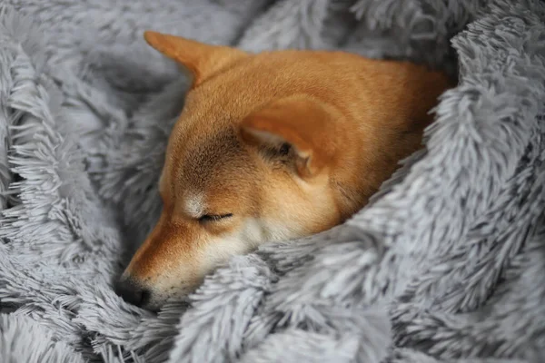 Aranyos vörös kutya Shiba Inu otthon alszik, szürke bolyhos takaróba csomagolva. — Stock Fotó