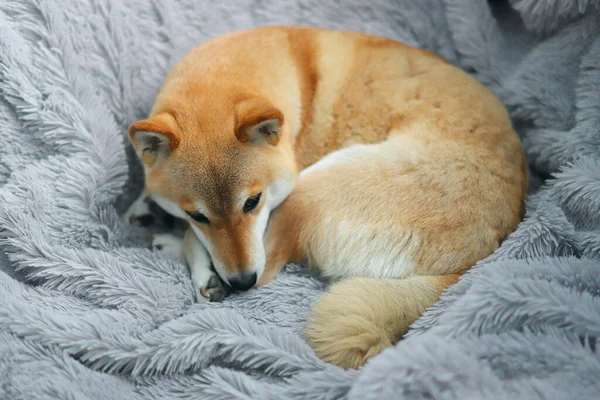 Şirin kırmızı köpek Shiba Inu evde gri tüylü bir battaniyeye kıvrıldı..