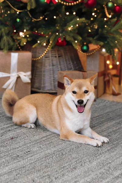 Komik kırmızı köpek Shiba Inu süslenmiş bir Noel ağacının altında gri bir halıda yatıyor.