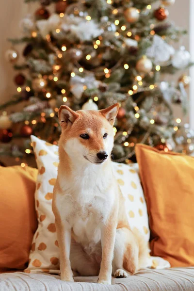 Genç bir köpek Shiba Inu gri bir kanepede renkli dekoratif yastıklarla oturuyor, arka planda Noel oyuncakları ve çelenklerle süslenmiş bir Noel ağacı.