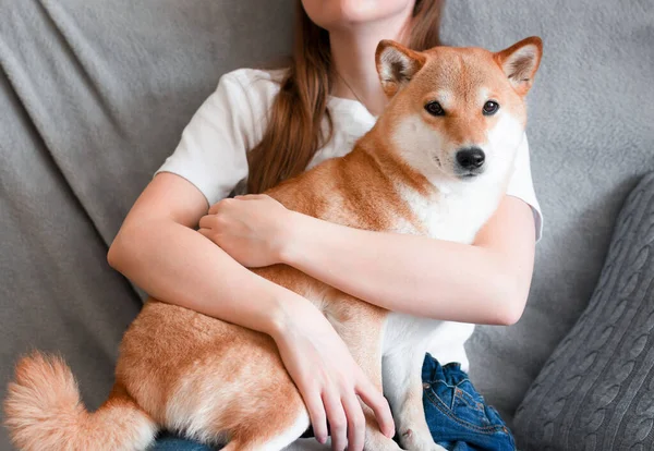 Bir kadın, evinde kucağında oturan sevimli kırmızı köpek Shiba Inu 'ya sarılıyor. Yakın plan. Güven, sakinlik, ilgi, dostluk, aşk konsepti. 