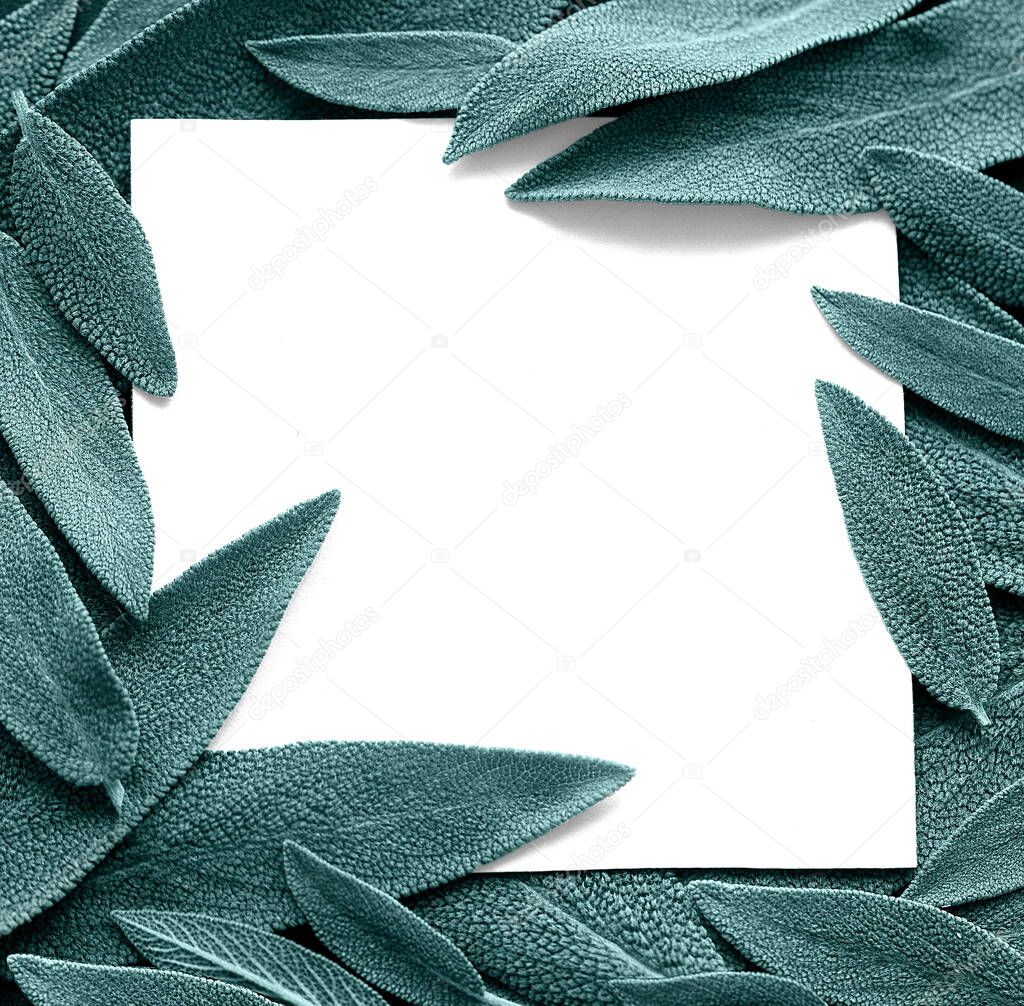 Background of green sage leaves with white paper square. Flat lay. Top view of leaf. Nature concepts