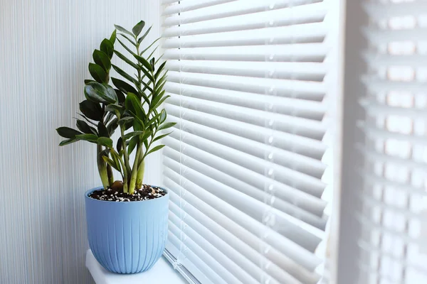 Zamioculcas Zamiifolia mavi saksıdaki bir bitki pencerenin kenarındaki perdeli pencere perdesinde duruyor. Modern kapalı alan bitkileri, en az yaratıcı ev dekorasyonu konsepti. Metin için boşluk