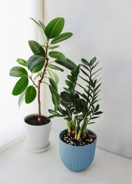 Beyaz arka planda Ficus Elastica ve Zamioculcas Zamiifolia. Üst görünüm. 