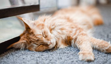 Büyük kırmızı kedi Maine Rakun gri bir halıda uyuyor. Yakın plan. Seçici odaklanma. Makro