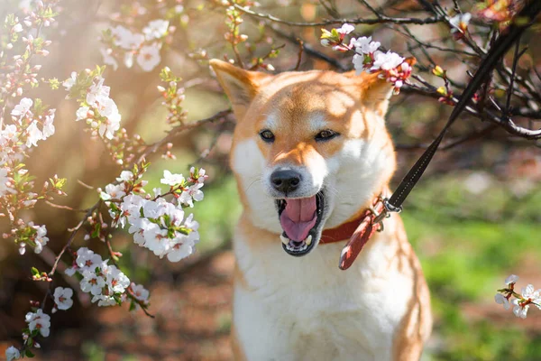 Fun Red dog Shiba Inu in cherry blossoms. Spring flowers blossom background. Springtime. Close up — Stock Photo, Image