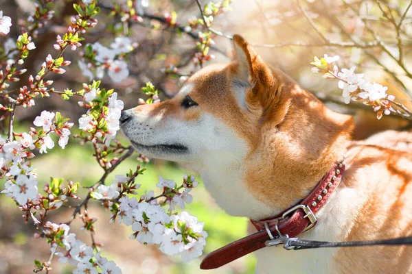 Červený pes Shiba inu očichává kvetoucí třešňové větve. Jarní květiny kvetou na pozadí. Jaro. Zavřít — Stock fotografie