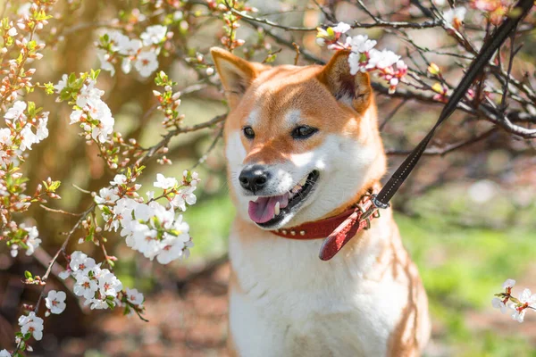 Červený pes Shiba Inu v třešňových květech. Jarní květiny kvetou na pozadí. Jaro. Zavřít — Stock fotografie