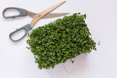 Tahta masadaki büyüyen kabın içinde mikroyeşil brokoli. Taze mikro yeşillikler yetiştiriyorum. Sağlıklı yaşam tarzı ve beslenme kavramı. Genç sebze sebzeleri ya da lahanaları, bir süper yiyecek, bir eko-ürün.