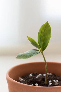 Camdaki kil kahverengi tencerede filizlenen zamiokulkalar. Yakın plan.. 