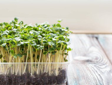 Tahta masadaki büyüyen kabın içinde mikroyeşil brokoli. Taze mikro yeşillikler yetiştiriyorum. Sağlıklı yaşam tarzı ve beslenme kavramı. Genç sebze sebzeleri ya da lahanaları, bir süper yiyecek, bir eko-ürün.