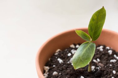 Camdaki kil kahverengi tencerede filizlenen zamiokulkalar. Yakın plan.. 