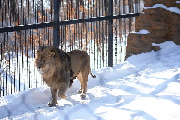 Lion at the zoo walks in the snow on a winter day
