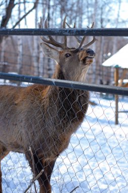 Kışın hayvanat bahçesinde kızıl geyik. Doğu Asyalı gerçek geyik. 