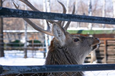 Kışın hayvanat bahçesinde kızıl geyik. Doğu Asyalı gerçek geyik. 