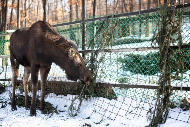 Genç bir geyik, kış günü hayvanat bahçesinde kozalaklı bir ağaç yer.