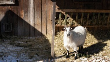Beyaz keçi otlakta. Genç beyaz keçi soğuk bir kış gününde çiftlikte