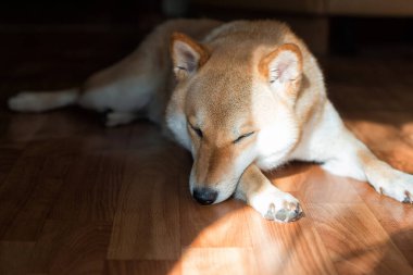 Genç tüylü kırmızı köpek Shiba Inu evde güneşin altında uyuyor.