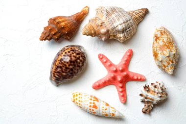 Different shells and red starfish on a white background. View from above. Macro.