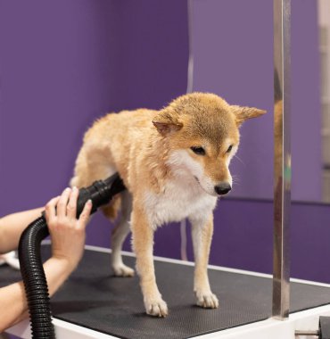 Shiba Inu köpeği kuaförde. Bakıcılar yıkadıktan sonra ıslak yünü bir saç kurutma makinesiyle kuruturlar. Yıkanmayı ve taramayı sevmeyen üzgün köpek.