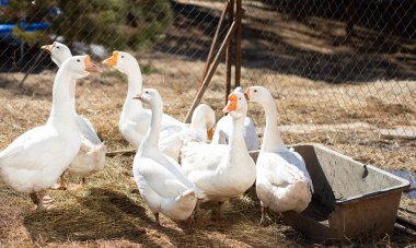  Flock of domestic white geese walks and grazes in the corral for the animals and birds Farm on a sunny spring day. Aviculture.