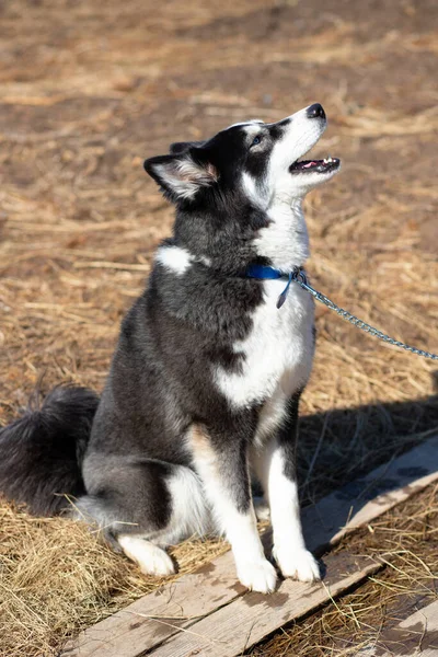 Young black-white husky dog sits on the ground on a sunny spring day — Stock fotografie