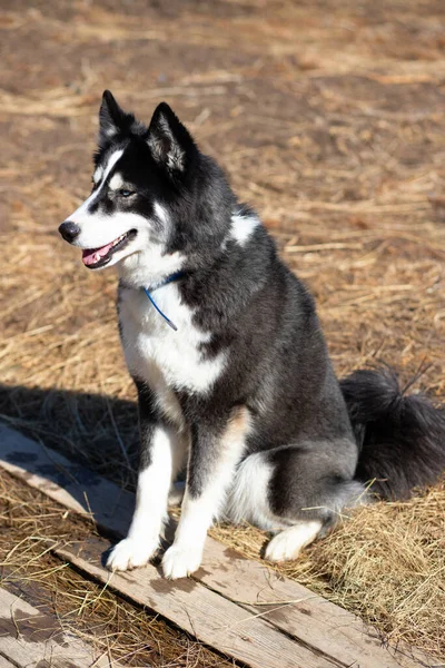 Young black-white husky dog sits on the ground on a sunny spring day — Fotografia de Stock