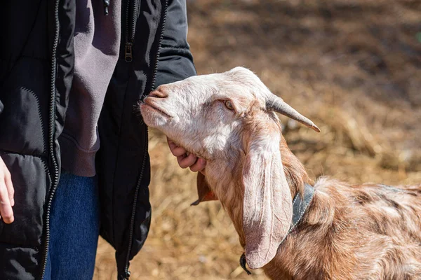 Girl strokes Anglo-Nubian goat on farm on spring day — Stock Photo, Image