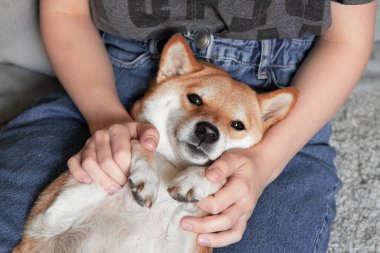 Kadınların elleri köpek Shiba Inu 'nun pençelerini kucağında tutuyor. Yakın plan. Güven, sakinlik, ilgi, arkadaşlık, aşk konsepti. Hayatın güzel anları.. 