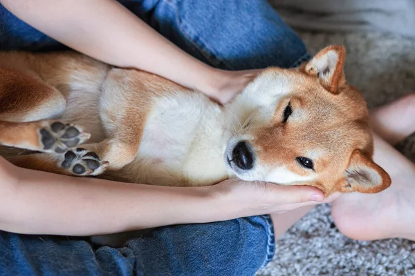 Eine Frau streichelt einen niedlichen roten Hund Shiba inu, der auf ihren Füßen liegt. Nahaufnahme. Vertrauen, Ruhe, Fürsorge, Freundschaft, Liebe. Glückliche, gemütliche Momente des Lebens. — Stockfoto