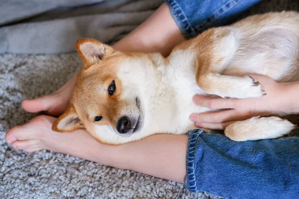 En kvinna klappar en söt röd hund Shiba inu, liggande på sina fötter. Närbild. Tillit, lugn, omsorg, vänskap, kärlek koncept. Glada mysiga stunder i livet. — Stockfoto