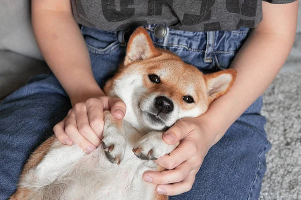 Frauenhände halten die Pfoten der Hündin Shiba Inu, die auf ihrem Schoß liegt. Nahaufnahme. Vertrauen, Ruhe, Fürsorge, Freundschaft, Liebe. Glückliche, gemütliche Momente des Lebens. — Stockfoto