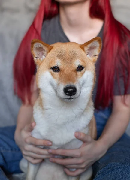 Eine Frau mit den roten Haaren umarmt einen niedlichen roten Hund Shiba Inu, der zu Hause auf ihrem Schoß sitzt. Nahaufnahme. Vertrauen, Ruhe, Fürsorge, Freundschaft, Liebeskonzept. — Stockfoto