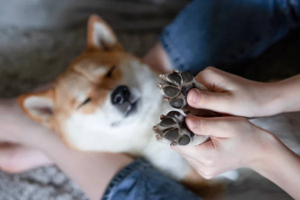 As mãos das mulheres seguram as patas de um cão adormecido Shiba Inu. Close-up. Confiança, calma, cuidado, amizade, conceito de amor. Momentos acolhedores felizes da vida. — Fotografia de Stock