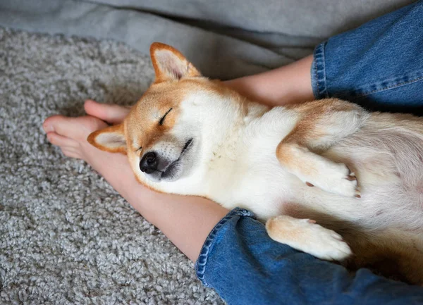 Roter Hund Shiba Inu schläft ruhig auf den Füßen seines Herrchens. Nahaufnahme. Vertrauen, Ruhe, Fürsorge, Freundschaft, Liebe. Glückliche, gemütliche Momente des Lebens. — Stockfoto