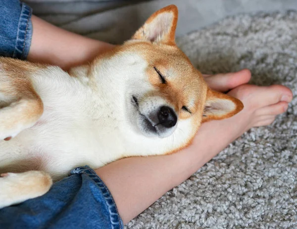 Roter Hund Shiba Inu schläft ruhig auf den Füßen seines Herrchens. Nahaufnahme. Vertrauen, Ruhe, Fürsorge, Freundschaft, Liebe. Glückliche, gemütliche Momente des Lebens. — Stockfoto