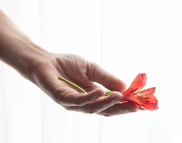 Una mano de mujer sostiene una flor de alstroemeria sobre un fondo blanco. Vista frontal. Enfoque selectivo. — Foto de Stock