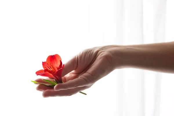 Una mano de mujer sostiene una flor de alstroemeria sobre un fondo blanco. Vista frontal. Enfoque selectivo. — Foto de Stock
