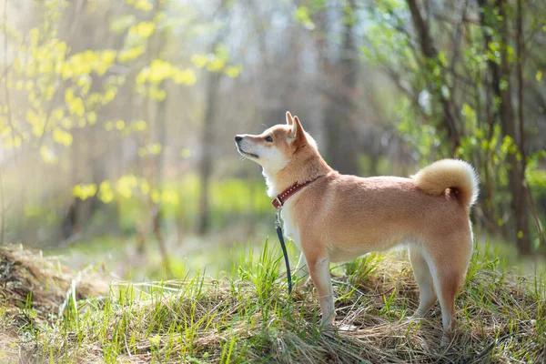 Adorable red dog Shiba Inu dog stands in the woods on a sunny summer day — Stock Photo, Image