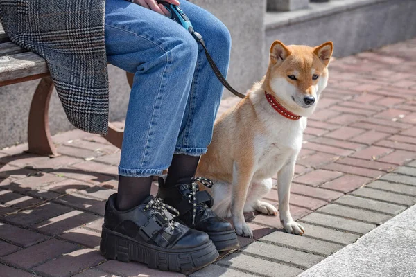 Kırmızı yakalı sevimli Shiba Inu köpeği güneşli bir yaz gününde sahibinin yanında oturur..