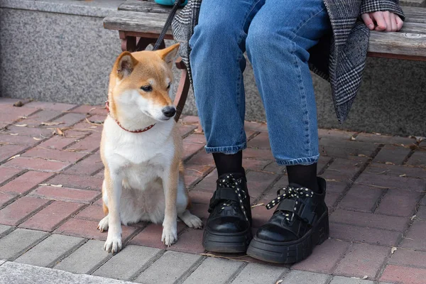 Entzückender roter Shiba Inu Hund mit rotem Halsband sitzt an einem sonnigen Sommertag neben dem Besitzer. — Stockfoto