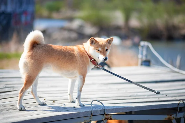 Mladý červený pes shiba inu v červeném obojku stojí na dřevěném molu na pozadí řeky. — Stock fotografie