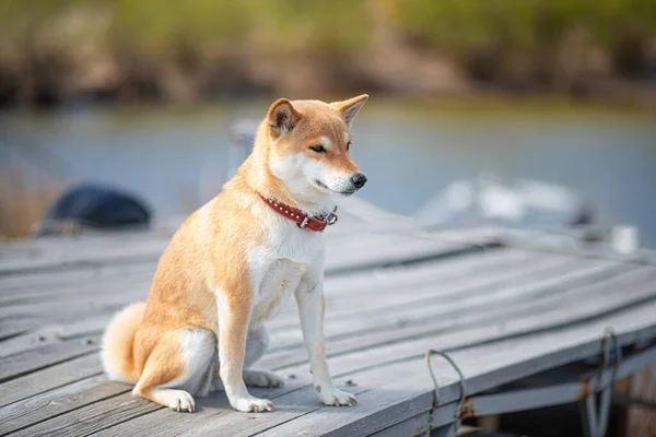 Mladý červený pes shiba inu v červeném obojku sedí na dřevěném molu na pozadí řeky. — Stock fotografie